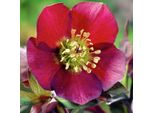 6 X Rosa Di Natale - Helleborus Orientalis 'Red Hybrids' | Vaso 9 Cm X 9 Cm