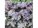 6 Campanule Viola - Heuchera 'Pewter Moon' | Vaso 9 Cm X 9 Cm