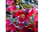 6 X Rosa Delle Nevi - Helleborus Orientalis 'Red Lady' | Vaso 9 Cm X 9 Cm