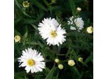 6 X Aster A Foglia Liscia - Aster Novi Belgii 'White Ladies' | Vaso 9 Cm X 9 Cm