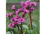 6 X Bergenie Cordifolia - Bergenia Cordifolia | Topf 9Cm X 9Cm