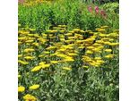 6 X Achillea - Achillea 'Coronation Gold' | Vaso 9 Cm X 9 Cm