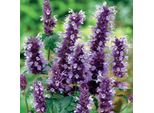 6 X Ortica Profumata - Agastache 'Black Adder' | Vaso 9 Cm X 9 Cm