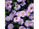 6 X Aster A Foglia Liscia - Aster Novi Belgii 'Marie Ballard' | Vaso 9 Cm X 9 Cm