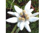 6 X Stella Alpina - Leontopodium Alpinum | Vaso 9Cm X 9Cm