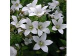 6 X Campanula Bianca - Campanula Carpatica 'Weisse Clips' | Vaso 9Cm X 9Cm