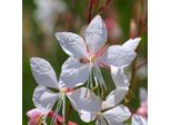 6 X Prachtkerze - Gaura Lindheimeri | Topf 9Cm X 9Cm