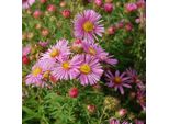 6 X Aster A Foglia Ruvida - Aster Novae Angliae 'Harrington's Pink' | Vaso 9 Cm X 9 Cm