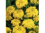6 X Rudbeckia Laciniata 'Goldquelle' | Vaso 9 Cm X 9 Cm
