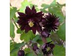 6 X Aquilegia A Spina Corta - Aquilegia Vulgaris 'Black Barlow' | Vaso 9 Cm X 9 Cm