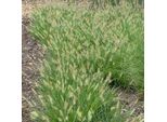 6 X Erba Pulisci-Lampada Nana - Pennisetum Alopecuroides 'Little Bunny' | Vaso 9Cm X 9Cm