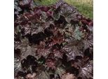 6 X Campanule Viola - Heuchera Macrantha 'Palace Purple' | Vaso 9Cm X 9Cm