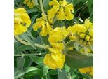 6 X Brandkraut - Phlomis Fruticosa | Vaso 9Cm X 9Cm