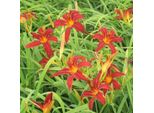 6 X Hemerocallis - Hemerocallis 'Crimson Pirate' | Vaso 9 Cm X 9 Cm