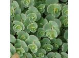 6 X Sedum Sieboldii - Sedum Sieboldii | Vaso 9Cm X 9Cm