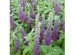 6 X Camedrio Nano - Teucrium Chamaedrys 'Nanum' | Vaso 9 Cm X 9 Cm