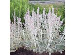 6 X Erba Lanosa - Stachys Byzantina | Vaso 9Cm X 9Cm