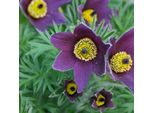 6 X Pastinaca Di Mucca - Pulsatilla Vulgaris | Vaso 9Cm X 9Cm