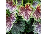 6 Campanule Da Giardino - Heuchera 'Beauty Colour' | Vaso 9 Cm X 9 Cm