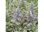 6 X Bugola Rampicante - Ajuga Reptans 'Burgundy Glow' | Vaso 9 Cm X 9 Cm