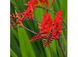 6 X Monbretia - Crocosmia 'Lucifer' | Vaso 9 Cm X 9 Cm