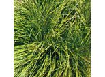 6 X Carice D'ombra - Carex Umbrosa | Vaso 9Cm X 9Cm