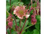 6 X Radice Di Garofano Di Bach - Geum Rivale | Vaso 9Cm X 9Cm
