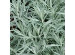 6 X Artemisia Argentata - Artemisia Ludoviciana 'Silver Queen' | Vaso 9 Cm X 9 Cm