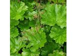 6 X Foglie A Scudo - Darmera Peltata | Vaso 9Cm X 9Cm