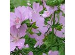 6 X Malva Muschiata Rosa - Malva Moschata 'Rosea' | Vaso 9Cm X 9Cm