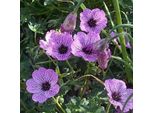 6 X Geranio Cinereo - Geranium Cinereum 'Ballerina' | Vaso 9 Cm X 9 Cm