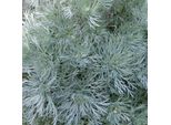 6 X Artemisia Nana - Artemisia Schmidtiana 'Nana' | Vaso 9 Cm X 9 Cm