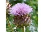 6 X Carciofo - Cynara Scolymus | Vaso 9Cm X 9Cm
