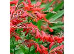 6 X Montbretia - Crocosmia 'Emberglow' | Vaso 9 Cm X 9 Cm