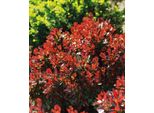 Berberis Thunberga Bagatelle 1L