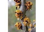 Olivello Spinoso Hikul Maschio 2L