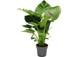 Alocasia Gageana "California"" - Pianta Solitaria Di 21 Cm - Orecchio Di Elefante - Foglia A Freccia - Altezza Ca. 85 Cm"