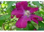 Clematis Hybr. 'Rouge Cardinal' - Waldrebe "Rhapsodie 50-60 Cm | Topf"