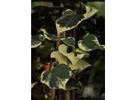 Hedera Colch. 'Dentata Variegata' - Edera A Foglia Di Violino 50-60 Cm In Vaso