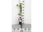 Passiflora Hybr. 'Purple Haze' - Passiflora 'Purple Haze' 50-60 Cm | Vaso