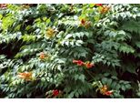 Campsis Tagl. Madame Galen' - Fiore A Tromba 50-60 Cm In Vaso