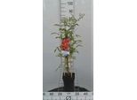 Campsis Tagl. 'Solo Rosso' - Fiore A Tromba 50-60 Cm | Vaso
