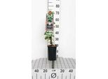 Trachelospermum Jasminoides - Gelsomino Stellato 50-60 Cm | Vaso