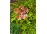 Edelrost Blume Babett
