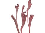 Miscela Di Legno Di Corno Di Natraj Rosso, Bianco Lavato - Ramoscelli Decorativi Per Fiori Secchi, Decorazione Della Tavola, Artigianato - 10 Pezzi