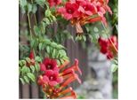 Fiore Di Tromba - Campsis Radicans