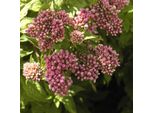 6 X Eupatorium Cannabinum 'Plenum' | Vaso 9 Cm X 9 Cm