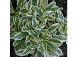 6 X Arabis Ferdinadi-Coburgii 'Variegata' | Vaso 9 Cm X 9 Cm