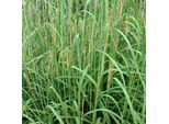 6 X Gerard's Blue Halm - Andropogon Gerardii | Vaso 9Cm X 9Cm