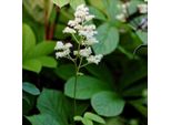 6 X Foglie Di Castagno - Rodgersia Aesculifolia | Vaso 9Cm X 9Cm